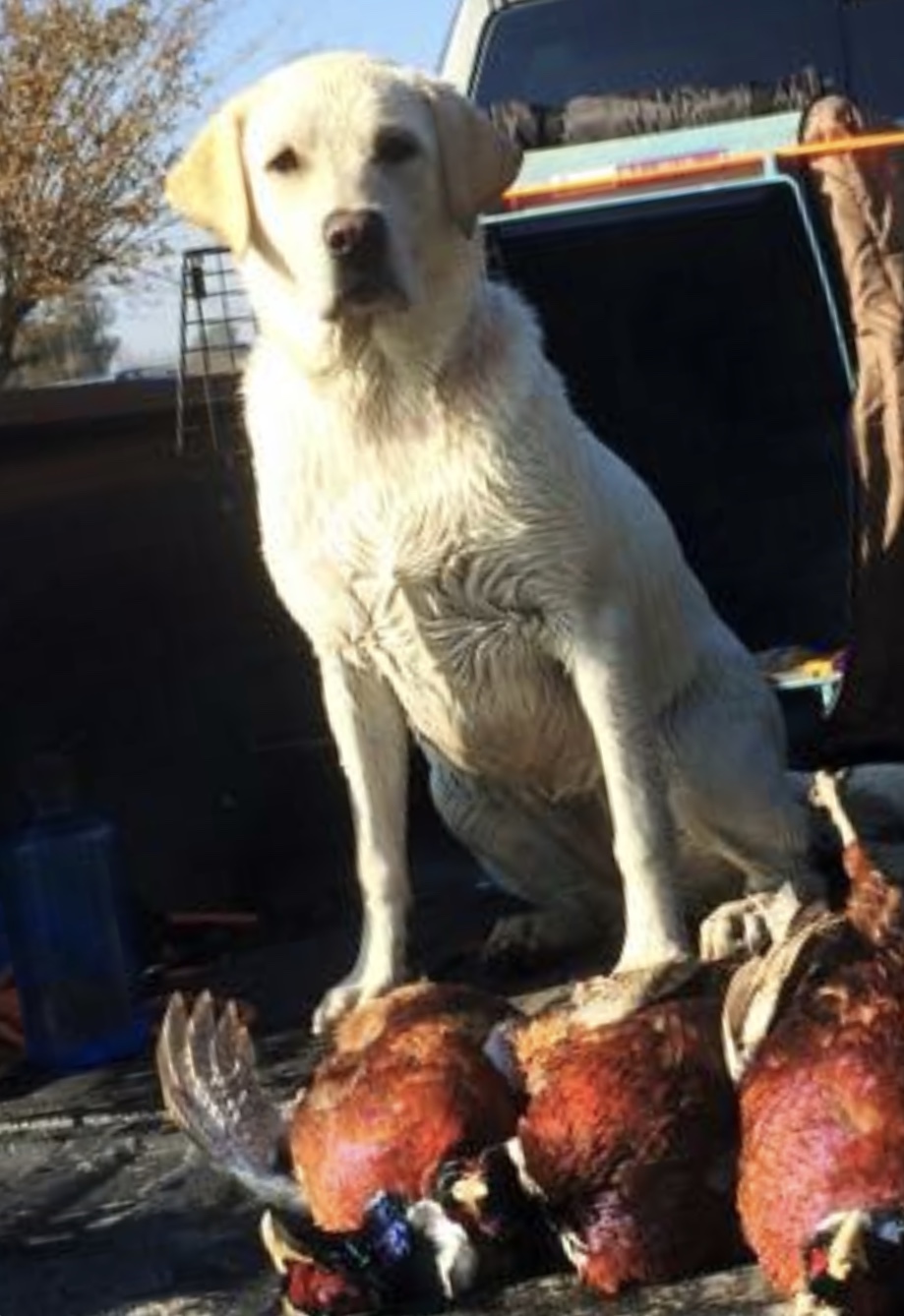 Bodacious Blonde Donnajean | Yellow Labrador Retriver