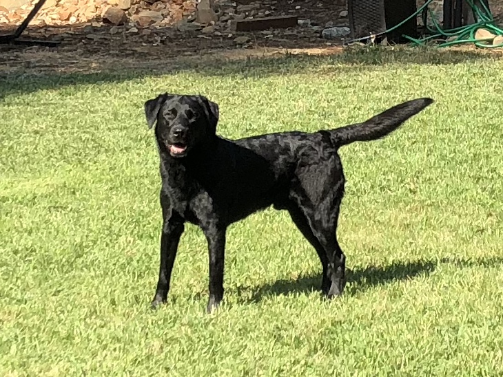 Golden States Loki | Black Labrador Retriver