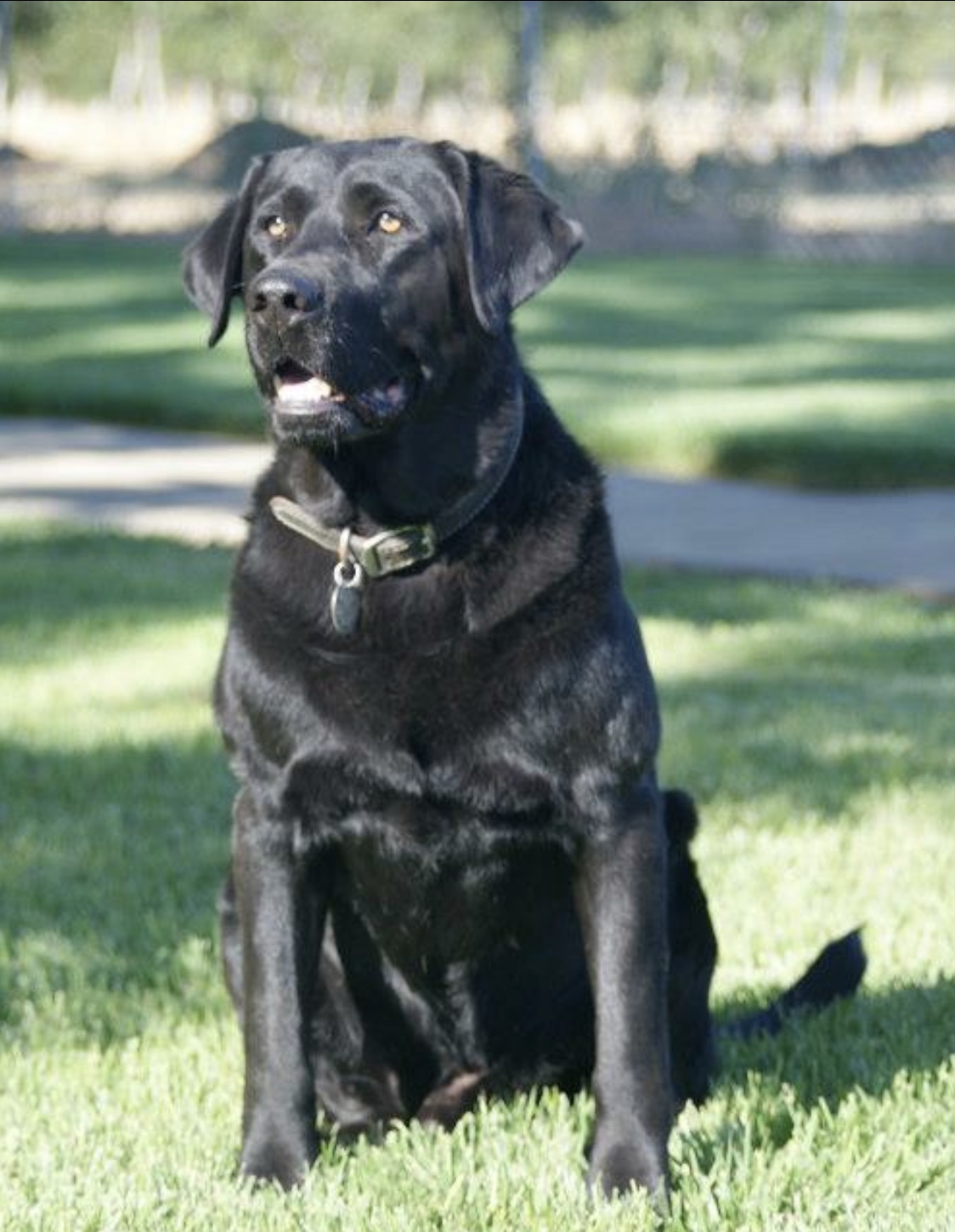 Shadow’s Little Shadow | Black Labrador Retriver