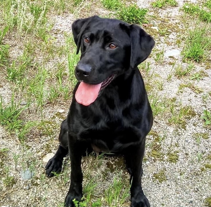 Jolor's Tinker Bell | Black Labrador Retriver