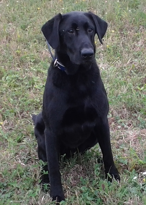 Springwater's Dodg'n Vanna | Black Labrador Retriver