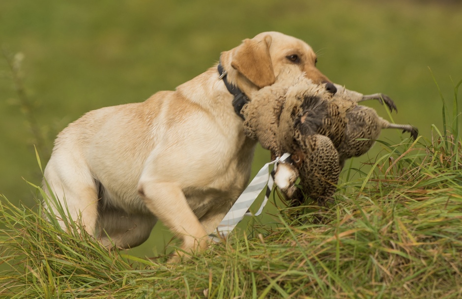 Springwaters Amarillo Cali JFTR | Yellow Labrador Retriver