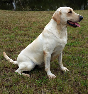 Jet City Splash Of Vanilla JH | Yellow Labrador Retriver