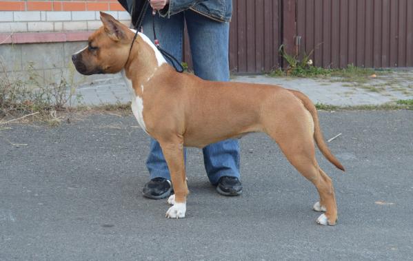 Angel Fantastic Lady Via Fortuna | American Staffordshire Terrier 