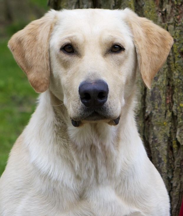 NFTCH FTCH AFTCH SPRINGWATERS RIO OF TAMSU JFTR QFTR | Yellow Labrador Retriver