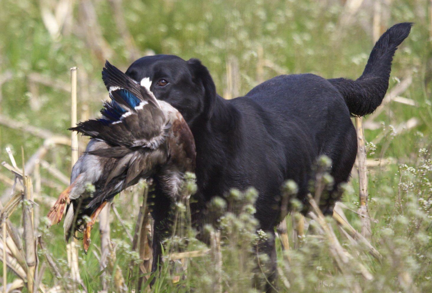 The Springwaters Magnum Force FTCH AFTCH | Black Labrador Retriver