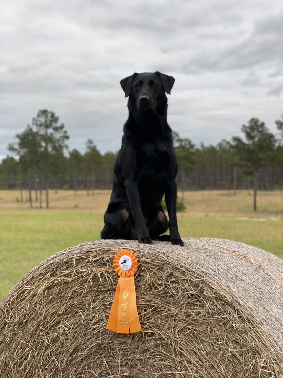 I’m The Devil’s Party Girl | Black Labrador Retriver