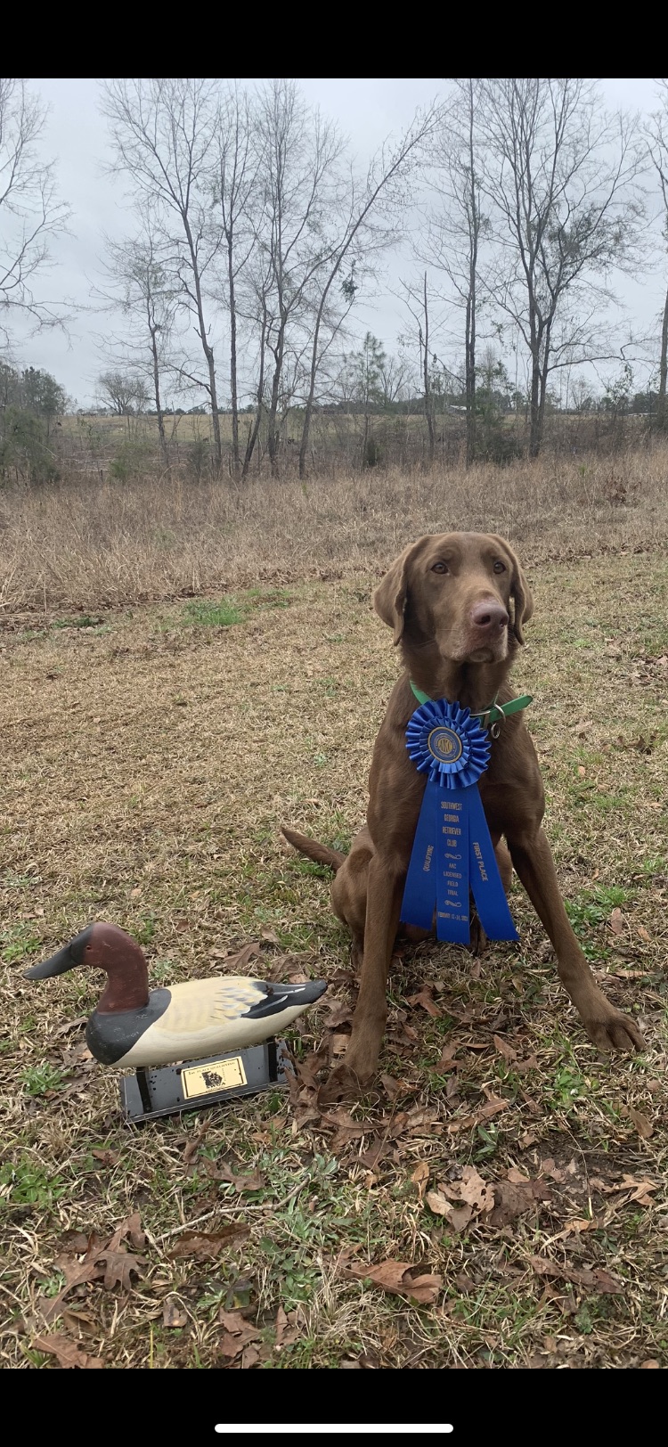 HRCH Conecuh River’s Wild Homeboy MH QAA | Chocolate Labrador Retriver