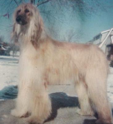 Holly Hill Bon Voyage | Afghan Hound 