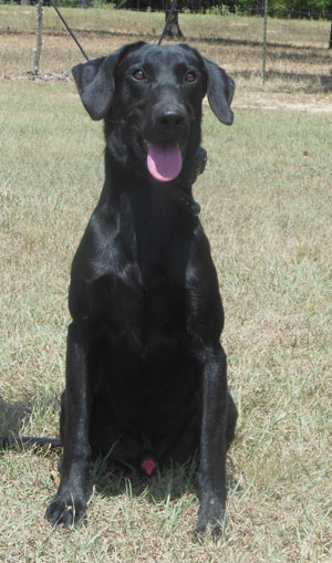 Cck's Caribbean Jerk | Black Labrador Retriver