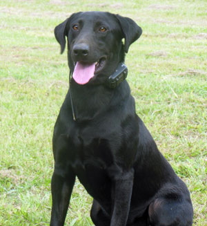 Cck Jo-bu | Black Labrador Retriver