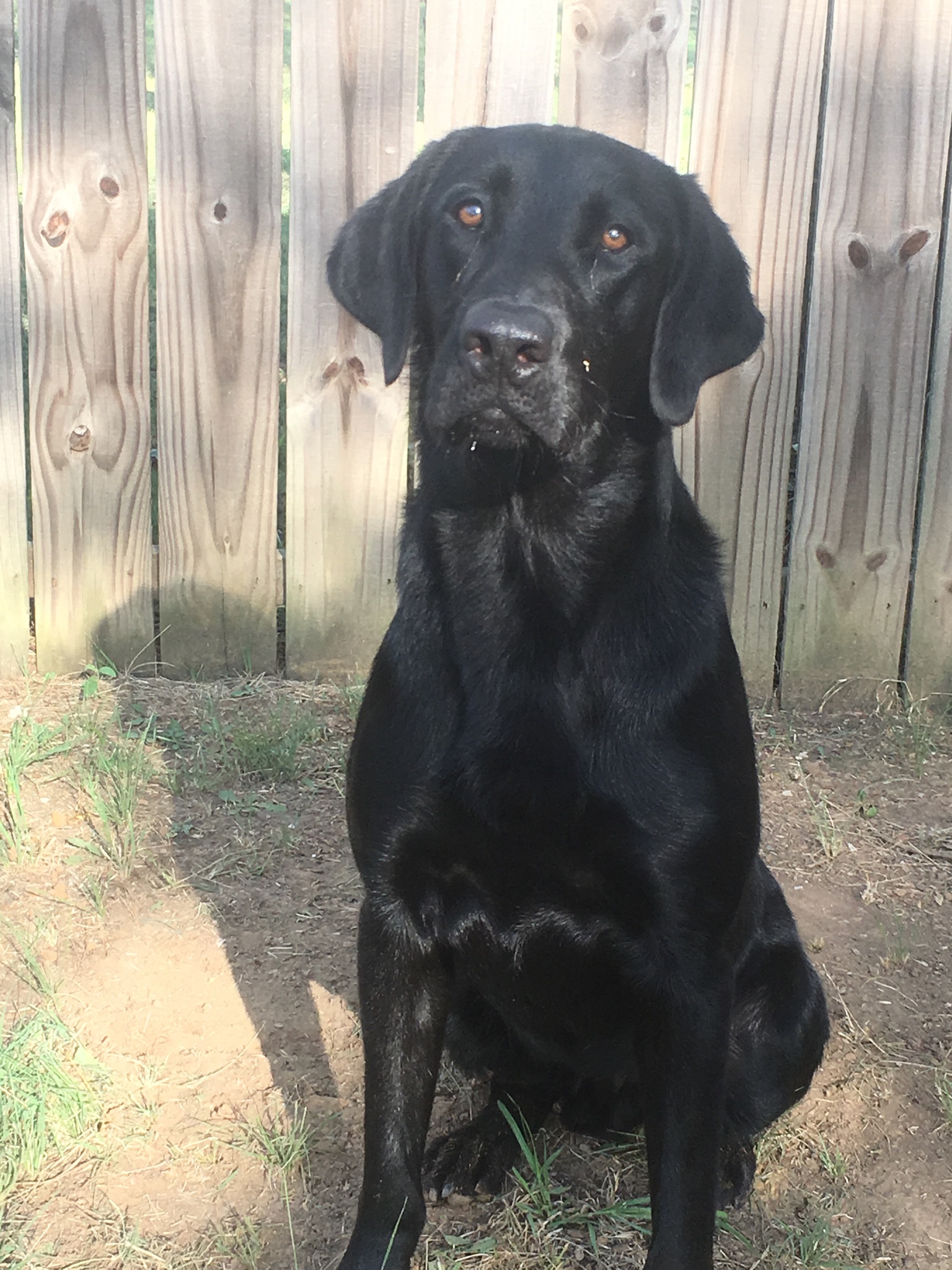 Kennedy's Lucky Penny | Black Labrador Retriver