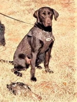 WyngMaster Roux's Retrieven' Ace | Chocolate Labrador Retriver