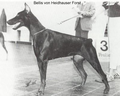 Bellis v. Heidhauser Forst | Black Doberman Pinscher