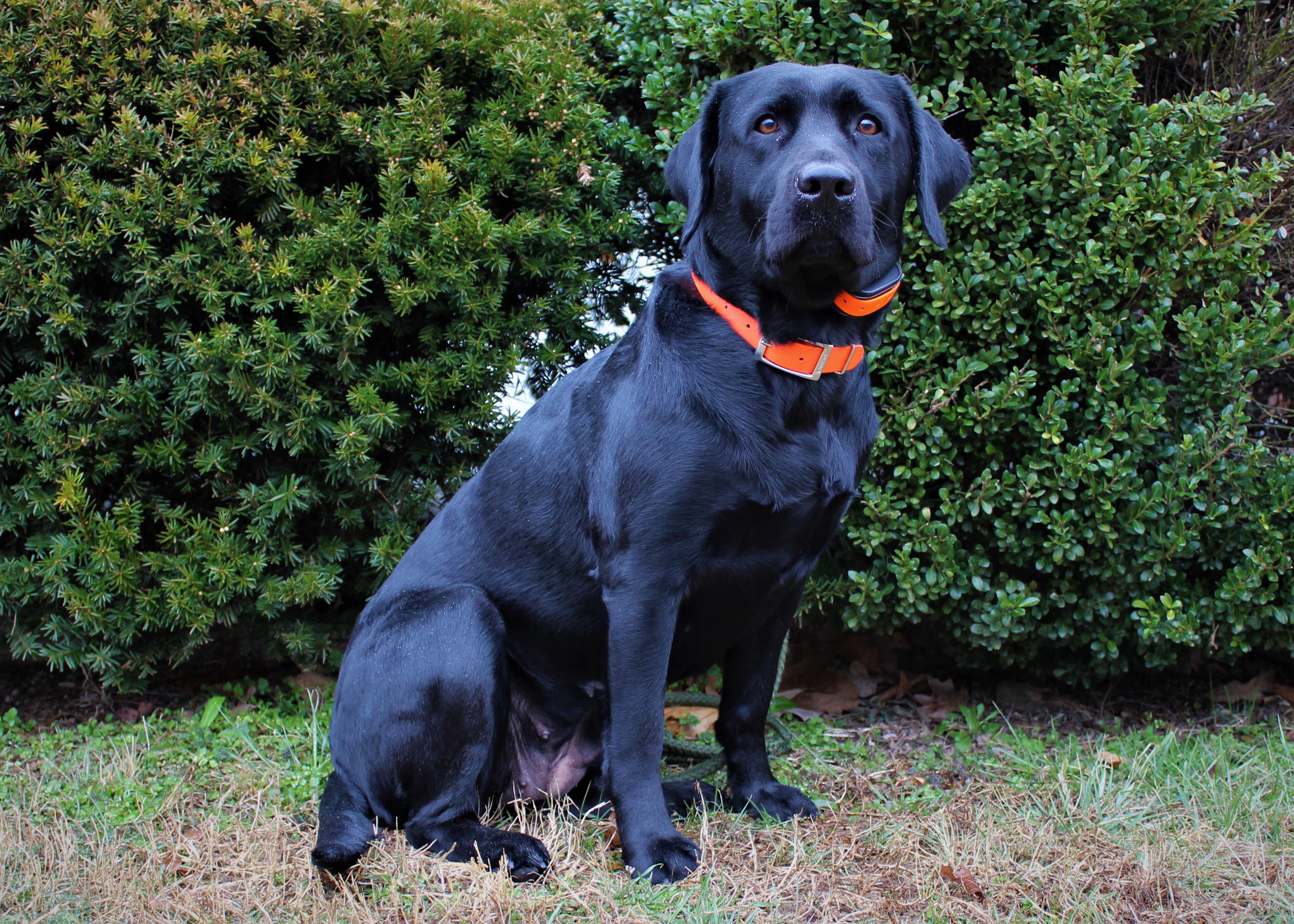 UCH Tri Peaks Sweeney Todd SPOT | Black Labrador Retriver