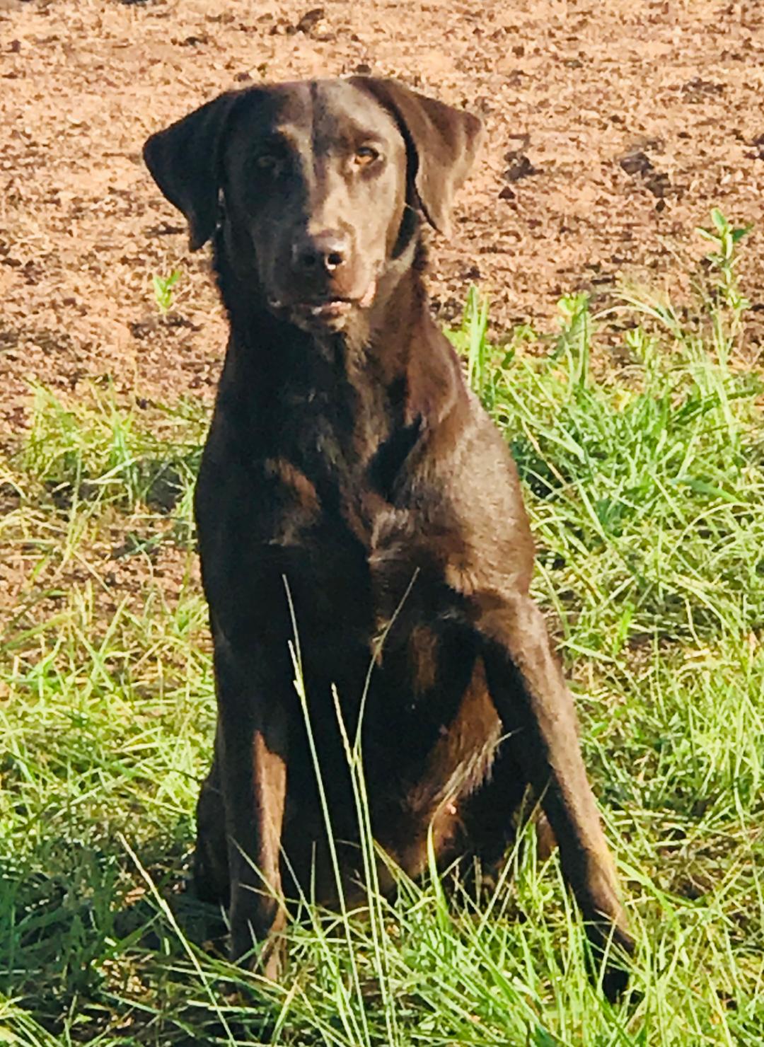 Wing Magic's Red River Charmer | Chocolate Labrador Retriver