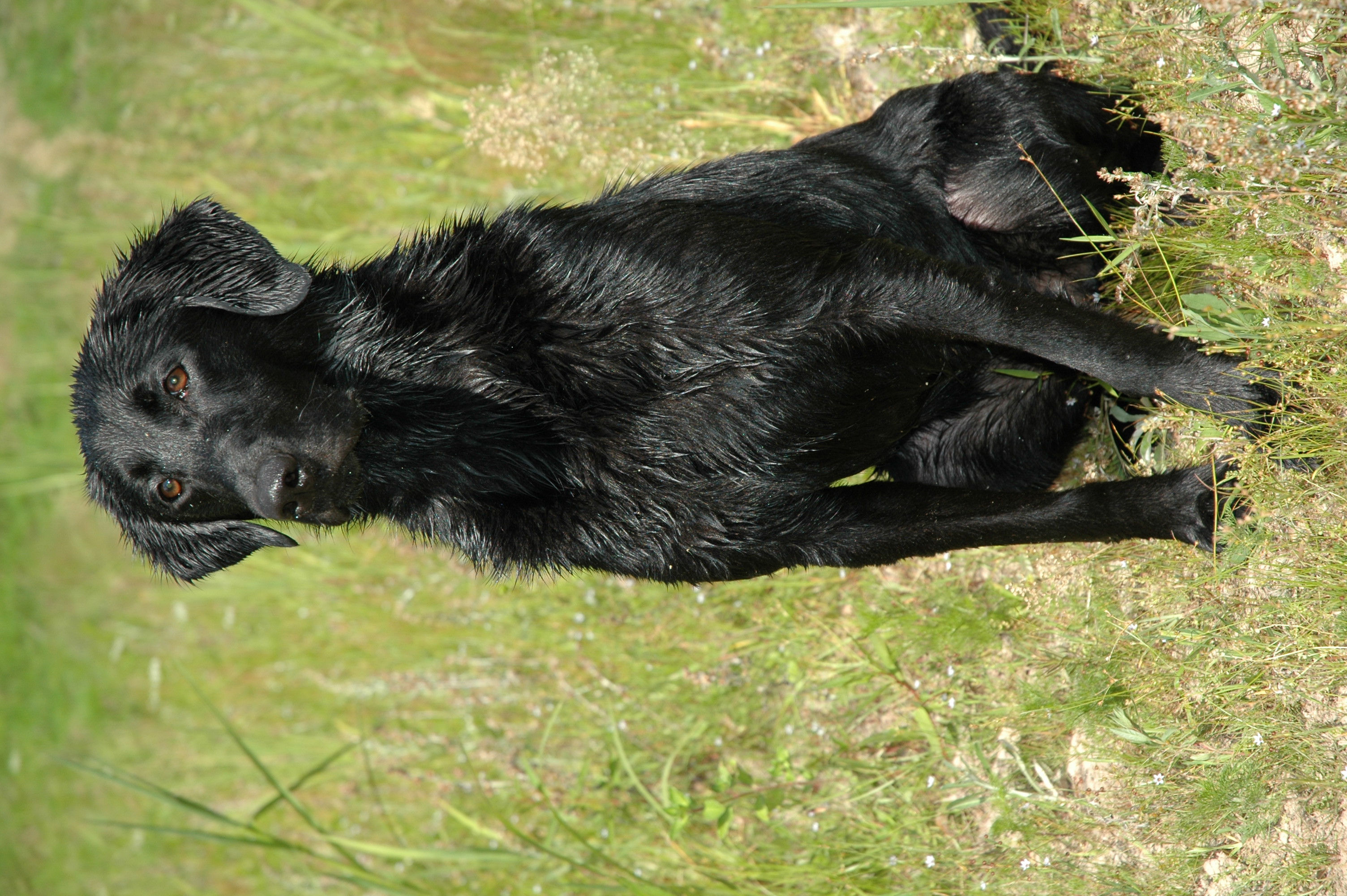 HR PCK's Travel's Like Wildfire | Black Labrador Retriver