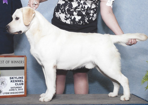 Am GCH Belquest Conclusion's Banana Hammock | Yellow Labrador Retriver