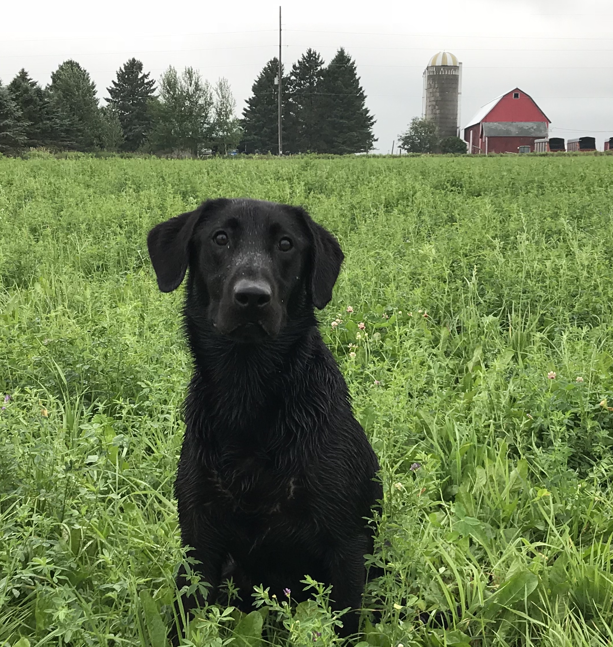 PCKs River Rider | Black Labrador Retriver