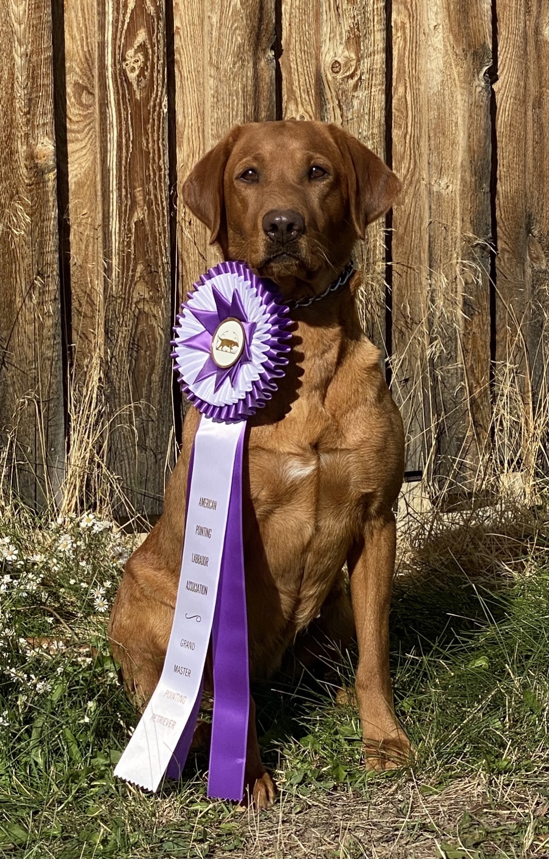 2.5xGMPR HR Rocky Point’s Red Montana Skye | Yellow Labrador Retriver