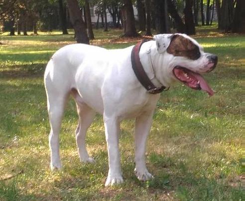 Lionesses Grifin | American Bulldog 