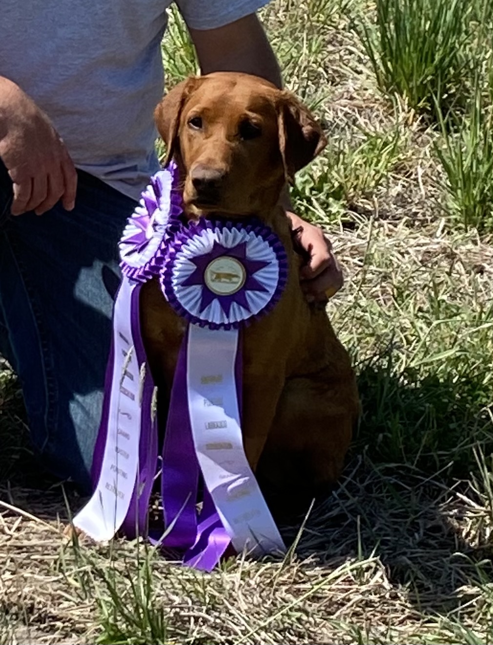 2.5xGMPR HR Rocky Point’s Red Montana Skye | Yellow Labrador Retriver