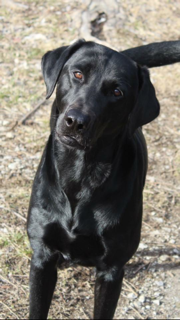 SHR Cunningham’s Boogity Boogity JH | Black Labrador Retriver