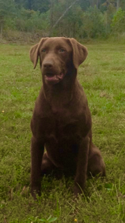 Cunningham’s Sure Gonna Know We Were Here | Chocolate Labrador Retriver