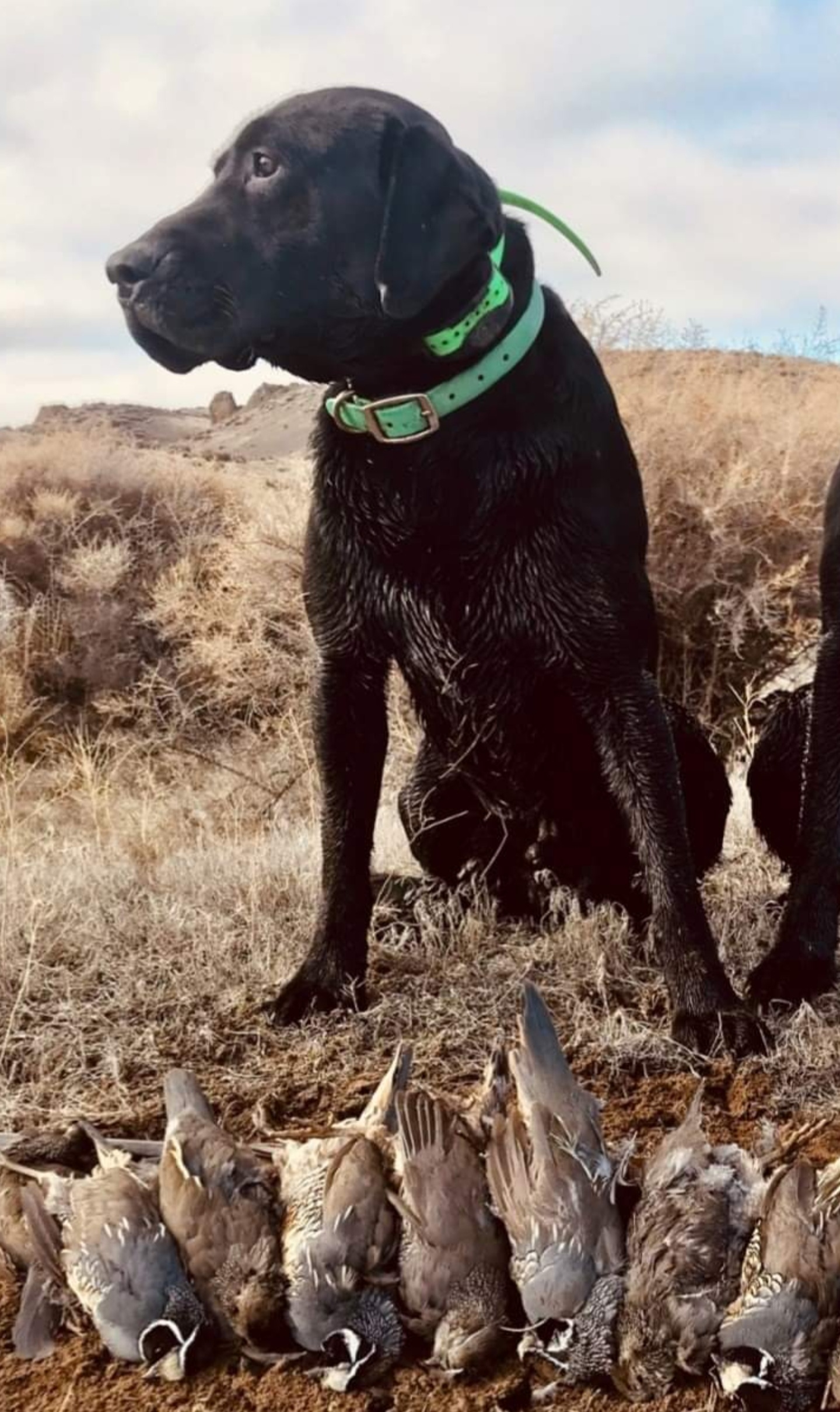 DUCKPUP'S HAMMER | Black Labrador Retriver