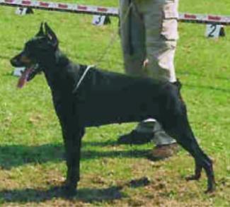 Johanna Les Deux Peupliers | Black Doberman Pinscher