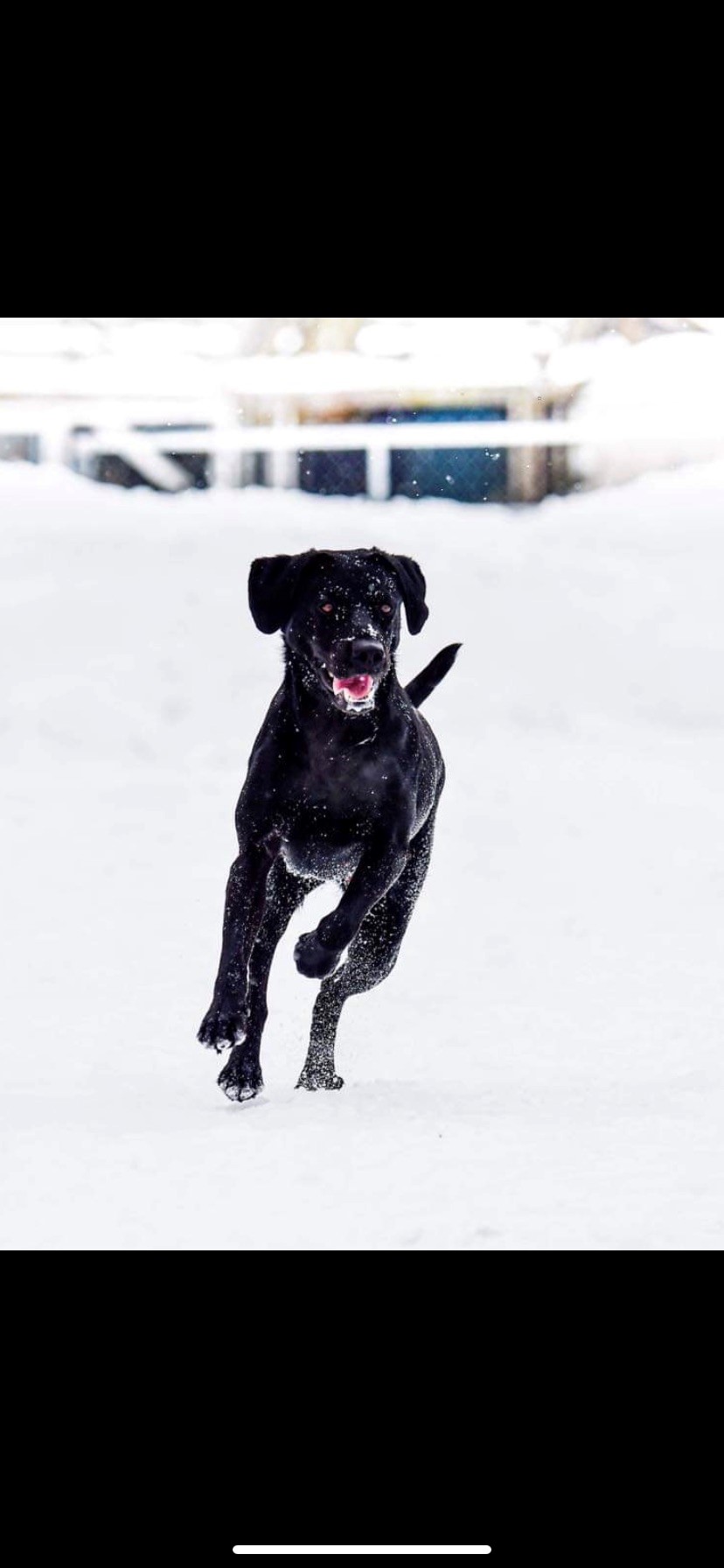 Drachten Maximum Effort RN | Black Labrador Retriver