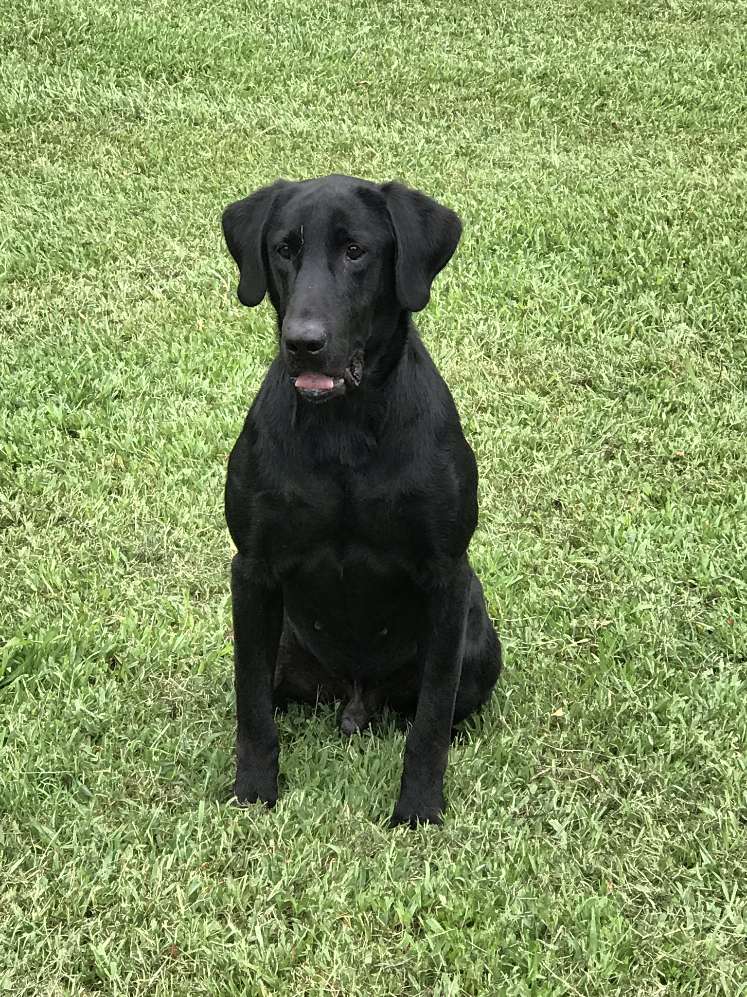 RSR’s Double J MH MNH | Black Labrador Retriver