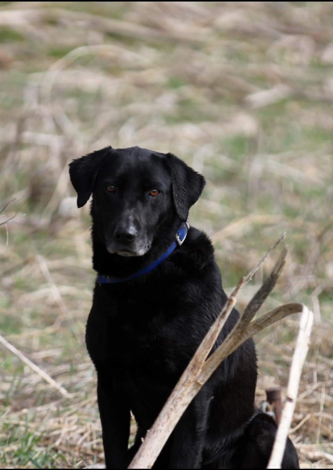 HRCH Fallen Timber Black Ink SH | Black Labrador Retriver