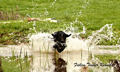 HRCH Fallen Timber Black Ink SH | Black Labrador Retriver