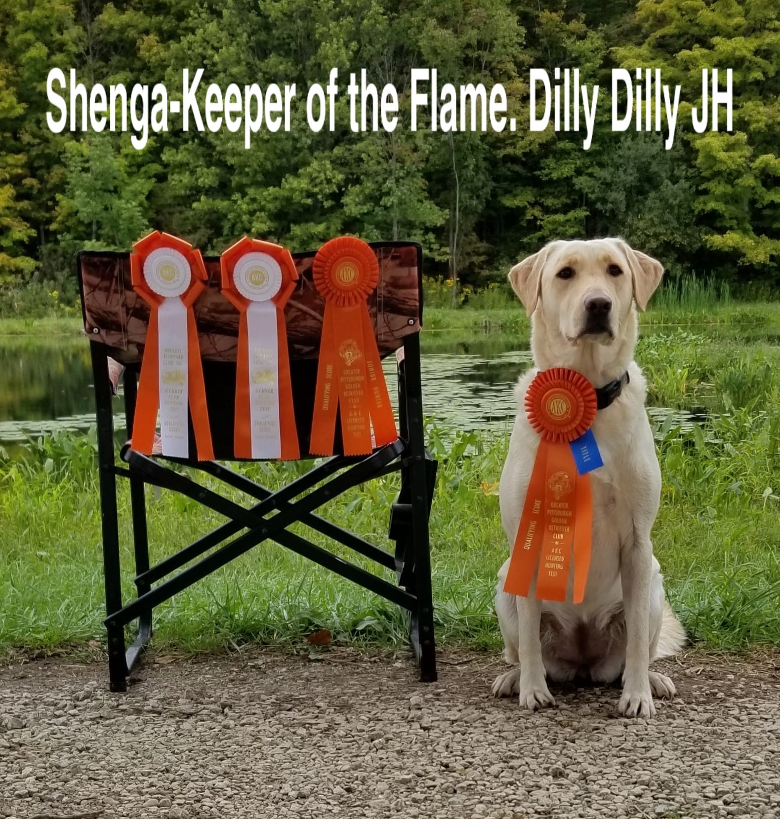 Shenga-keeper Of The Flame. Dilly Dilly JH WC | Yellow Labrador Retriver