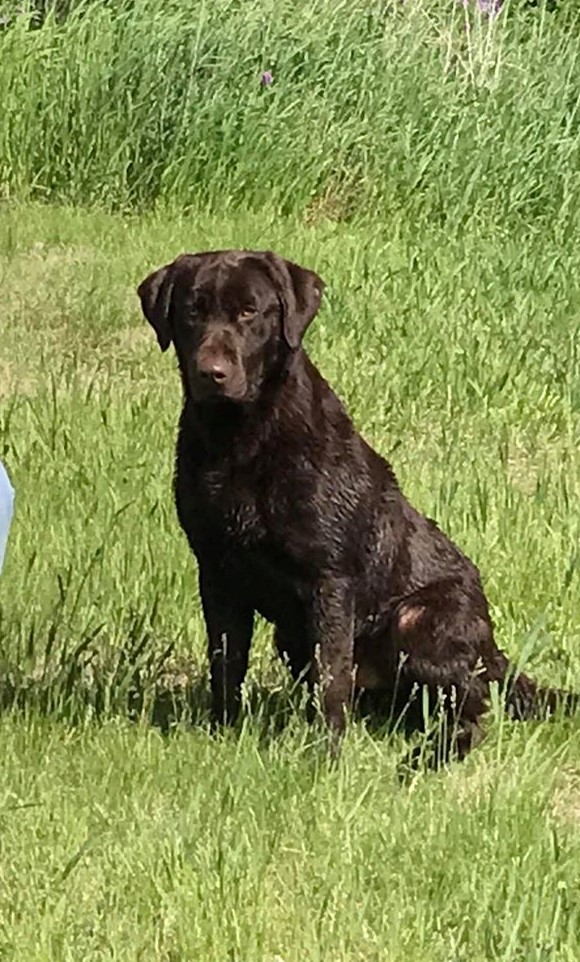 CPR Waterman Creek's Go Get'em Gunny "Gibbs" | Chocolate Labrador Retriver