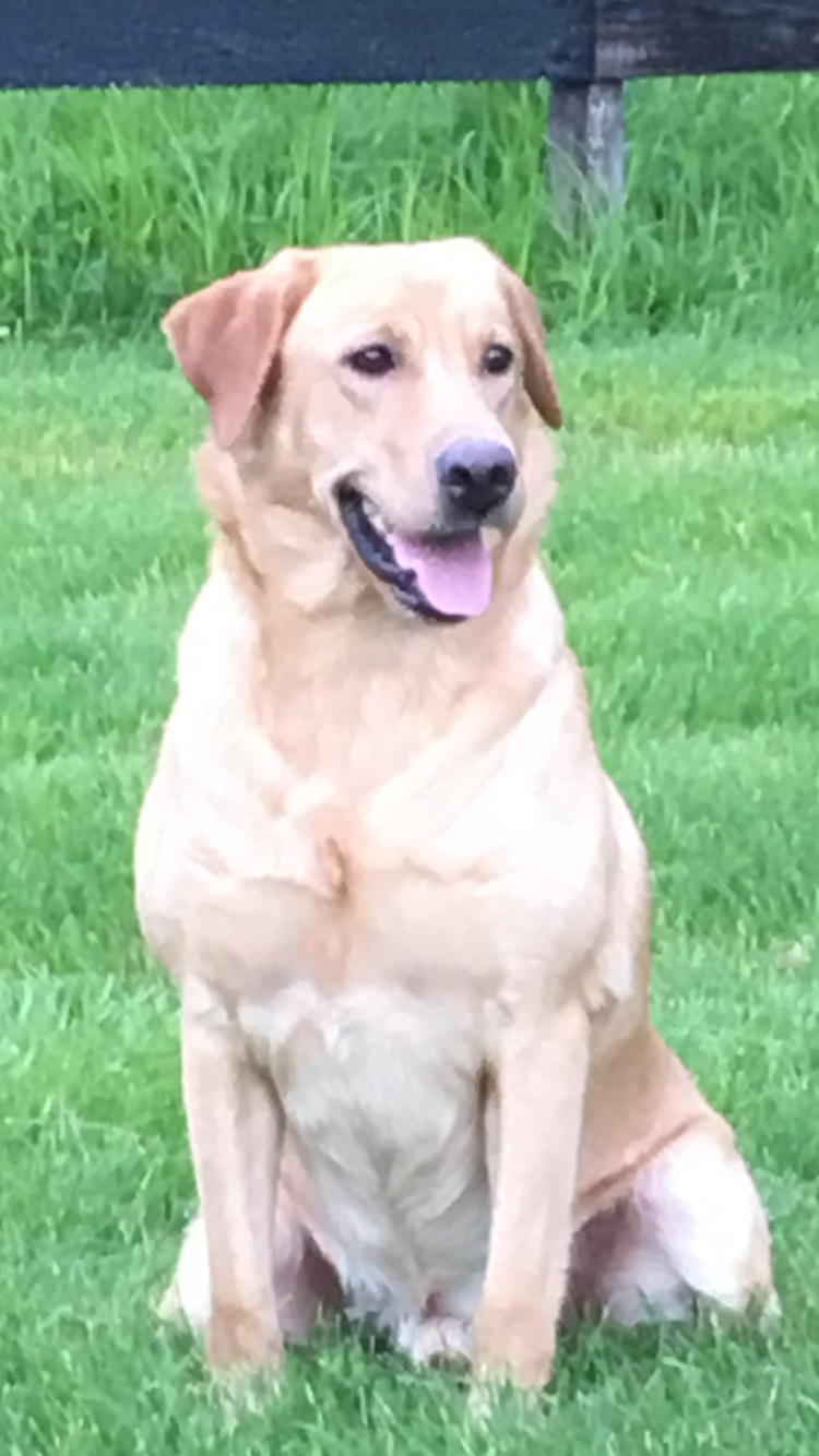 HRCH Maui’s Golden Boy Roy MH | Yellow Labrador Retriver