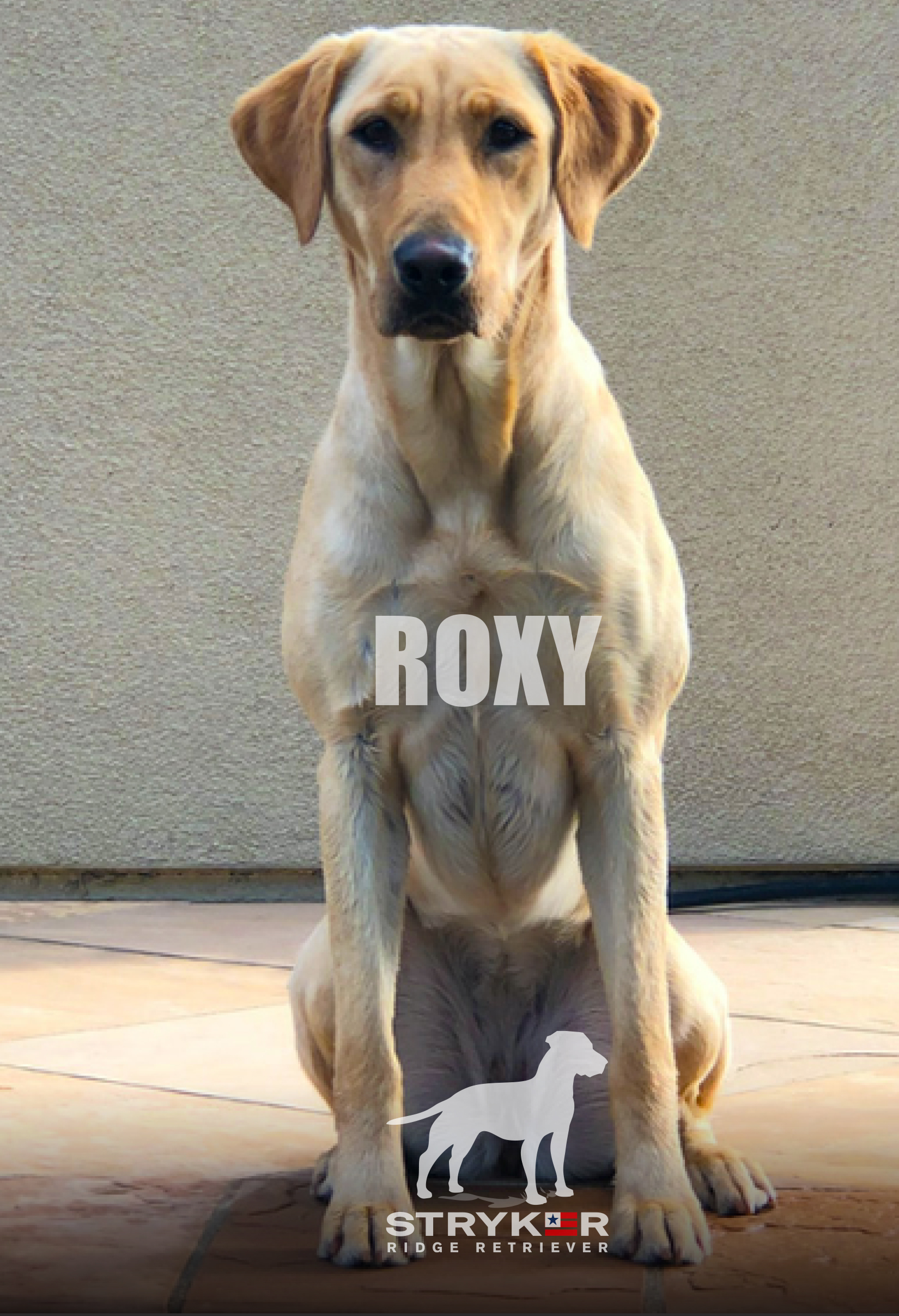 StrykerRidge RoxStar - ROXY JH | Yellow Labrador Retriver