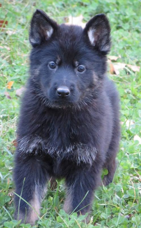 Brianna Ve'daun von bokern | German Shepherd Dog 