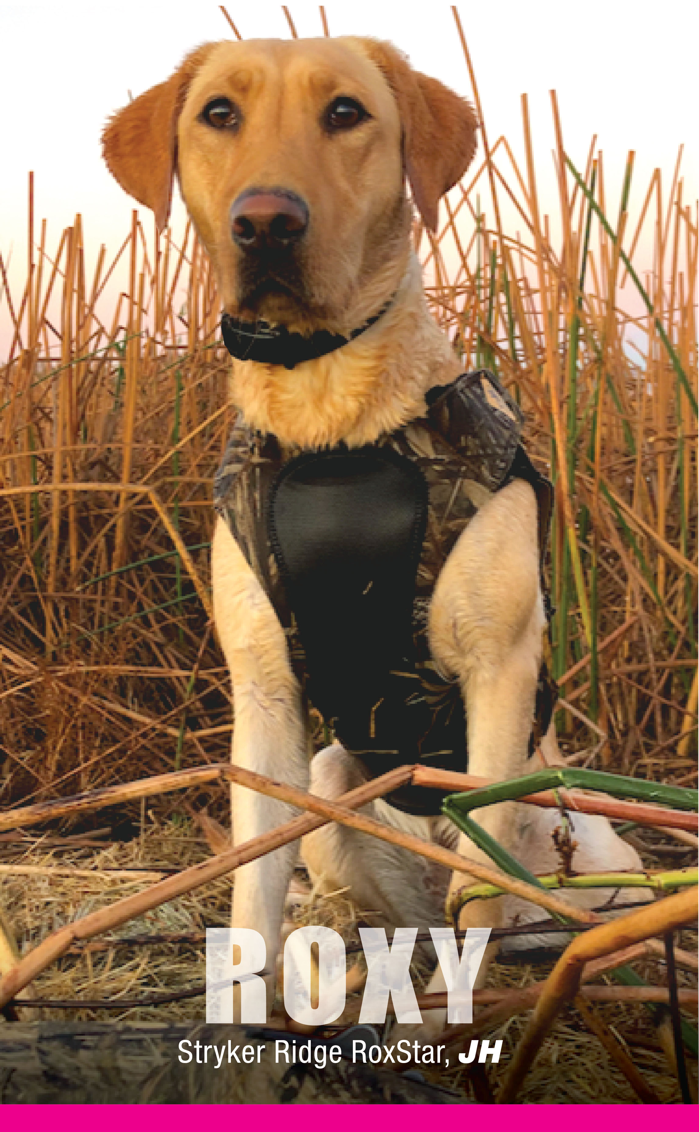 StrykerRidge RoxStar - ROXY JH | Yellow Labrador Retriver