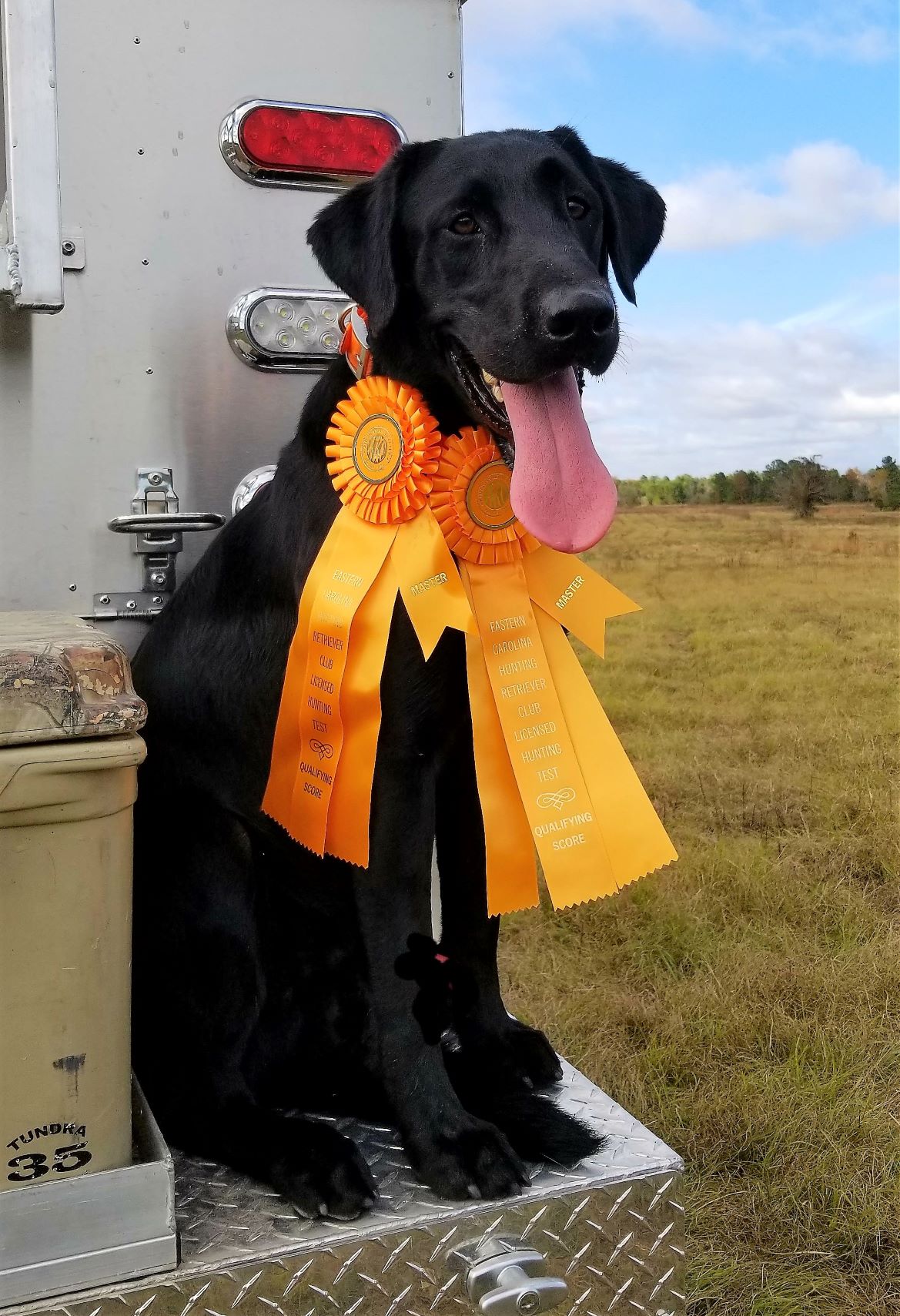 Silverbrooks King Louis The Bold MH | Black Labrador Retriver