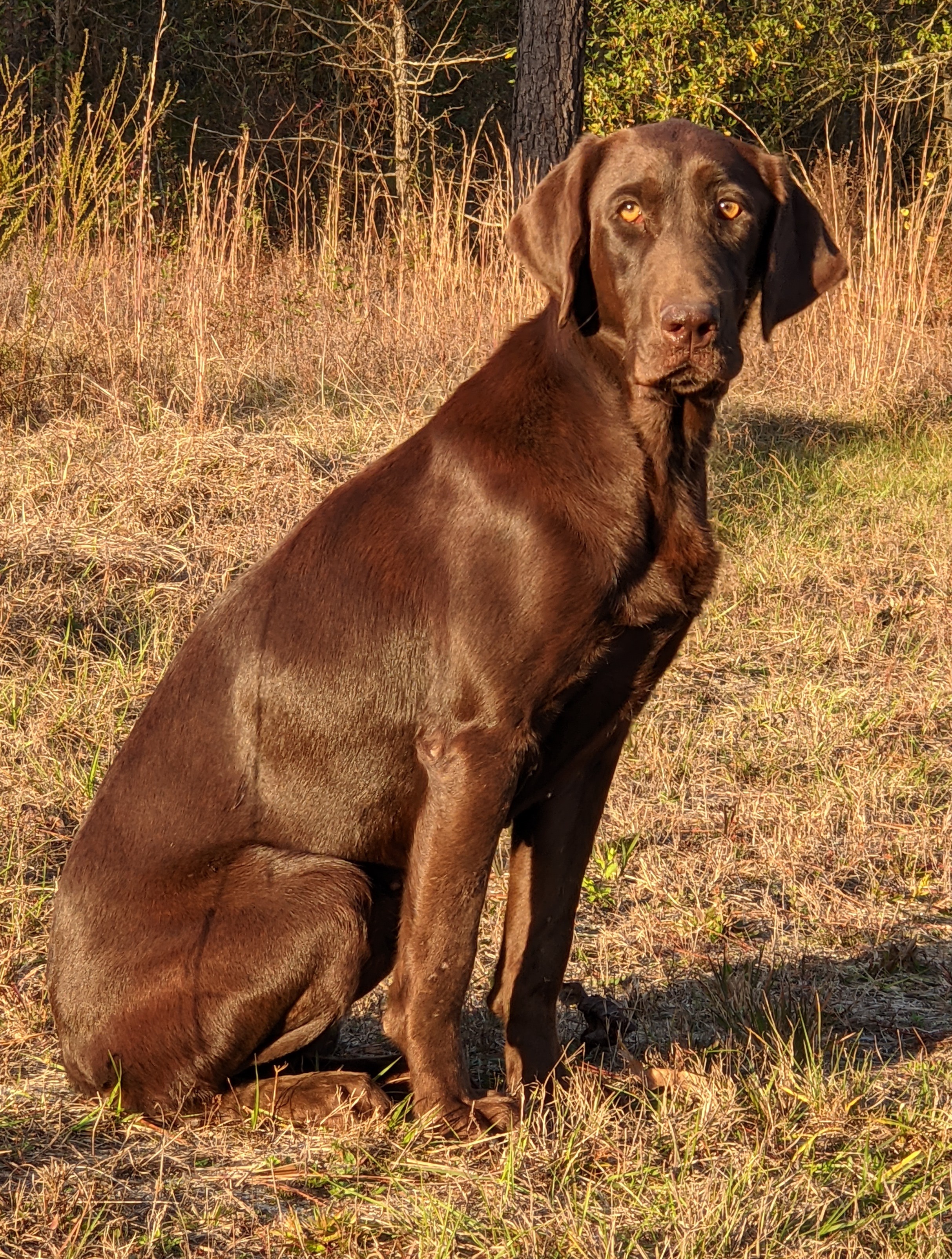 Riptide's Eloquent Addition | Chocolate Labrador Retriver