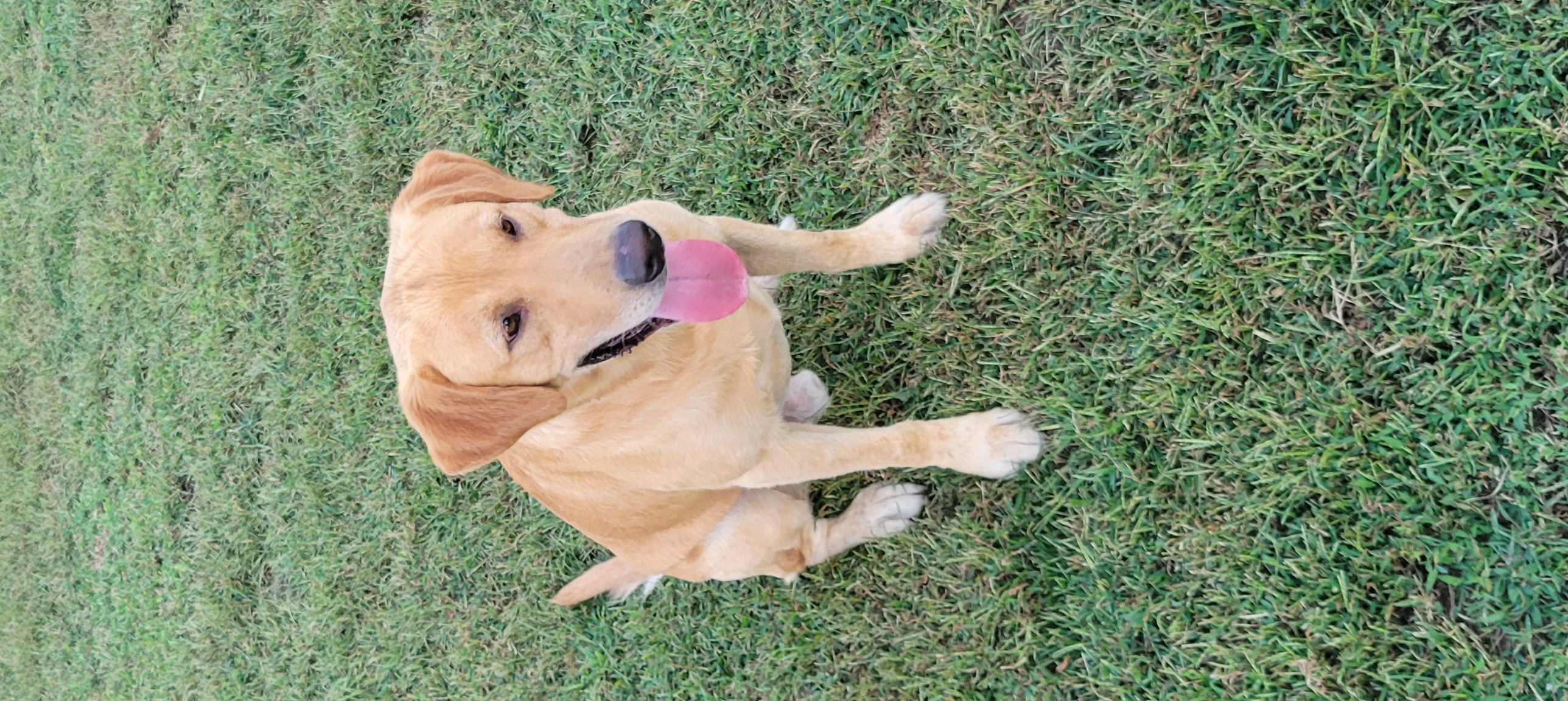 Sunflowers Duke Of Rfc's Ezra | Yellow Labrador Retriver