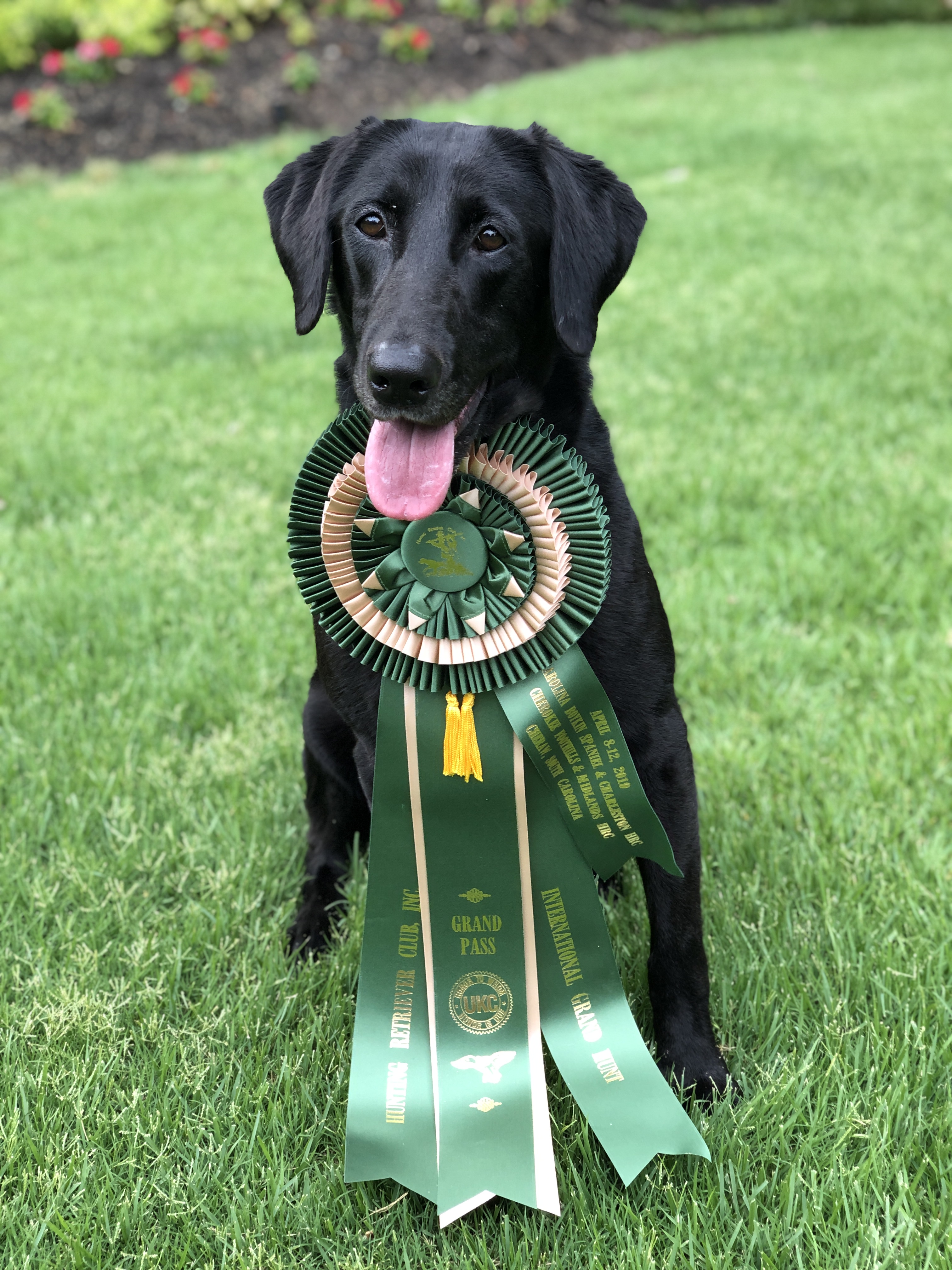 4XGRHRCH Watermark's Delta Pearl MH | Black Labrador Retriver