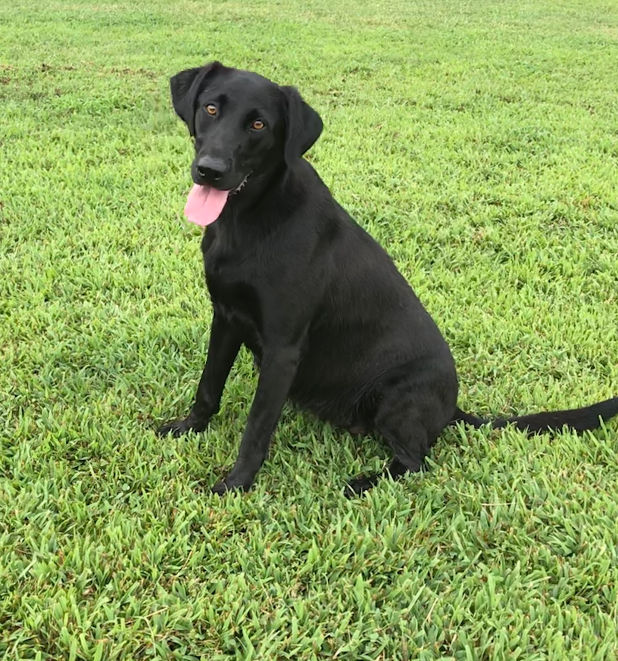 Rosebank’s Cudworth Catie SH | Black Labrador Retriver