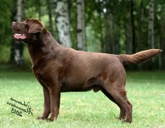 ShCH.CIE/NOR, CH.NOR Mallorn's Ring My Bell | Chocolate Labrador Retriver