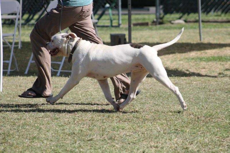 KiWS-WC's MpKatana | American Bulldog 