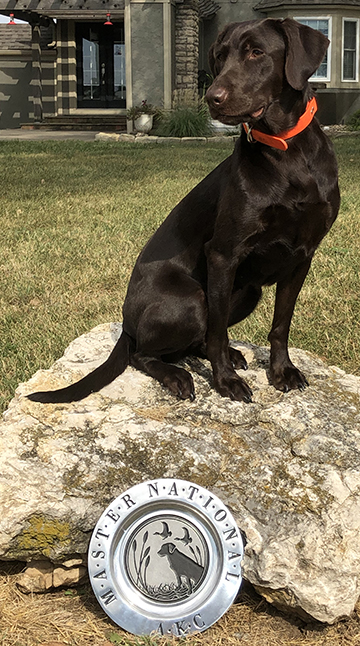 HR Sugar Dog's Mississippi Rose MH | Chocolate Labrador Retriver