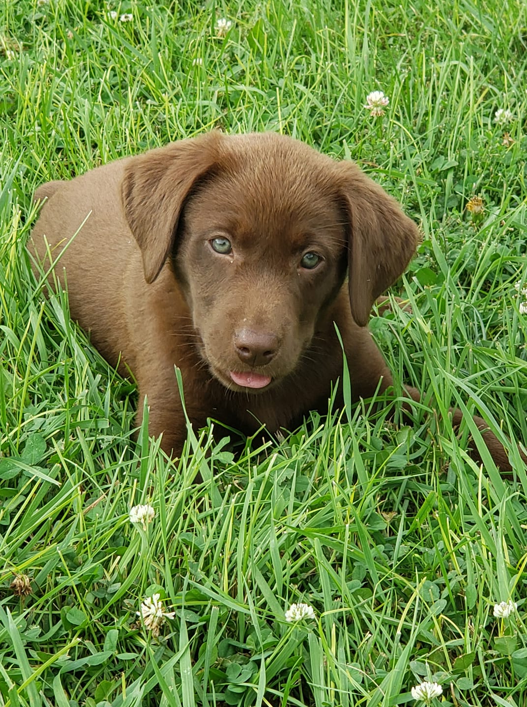 Whitewood’s Whistling Wings | Chocolate Labrador Retriver