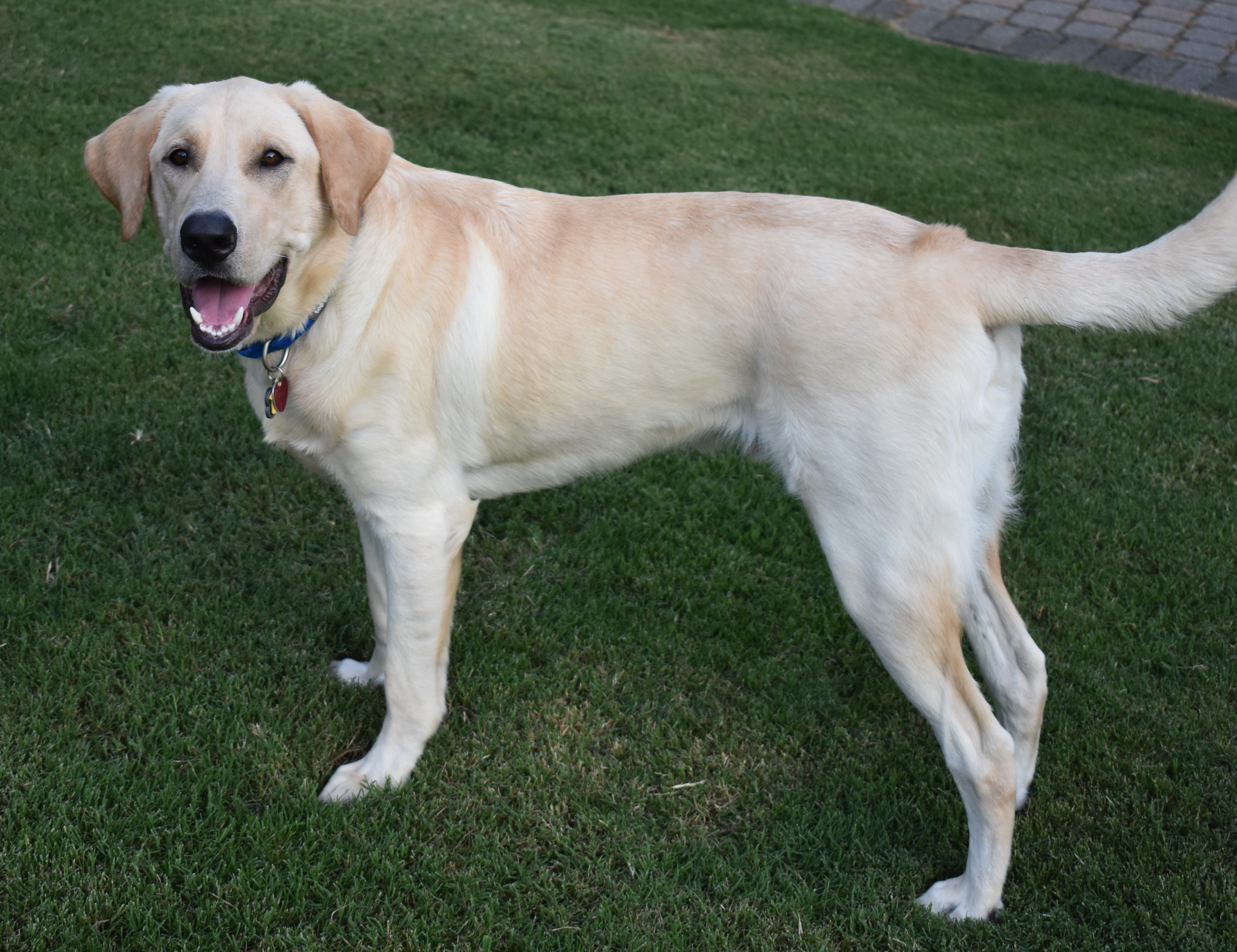 Super Chief's Buddy G | Yellow Labrador Retriver